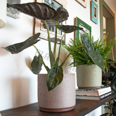 Pot Neria Maroc | Pots for plants morocco | Pot artisanal Maroc | Pot rose Maroc | Pot intérieur Maroc | Pot extérieur Maroc | Plalntopia Maroc | Pot fait à la main Maroc | محبق مصنوع يدويا للنباتات في المغرب | اصيص النباتات في امغرب