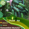 semences potageres concombre marketer | graines potageres concombre marketer | semences concombre maroc | graines concombre maroc | graines et semences de légumes potager Maroc | بذور الخيار للزراعة في امغرب | بذور خضروات في المغرب | بذور خيار زراعية في المغرب