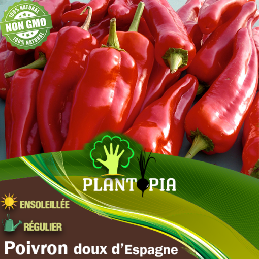 Graines & semences de poivron doux d'Espagne au Maroc | Semences reproductibles bio potageres de poivron au Maroc | graines & semences poivron au Maroc | Poivron doux d'Espagne au Maroc | بذور الفلفل الإسباني للزراعة في المغرب | بذور خضروات في المغرب | بذور فلفل زراعية في المغرب