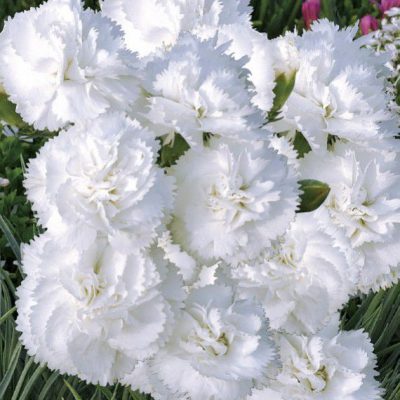 Oeillet Chabaud Blanc Double parfumé au Maroc | Graines & semences d'oeillet au Maroc | Graines & semences d'oeillet blanc chabaud parfumé au Maroc | بذور زهرة قرنفل شابود في المغرب | قرنفل ابيض مزدوج عطري في المغرب | بذور نبتة برائحة زكية في المغرب