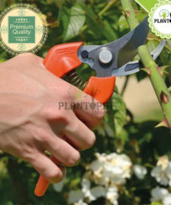 sécateur acier durable maroc | secateur pro maroc | secateur solide maroc | secateur plantes haie jardin bordure arbres legumes herbes maroc | secateur precis maroc | secateur lames fines maroc | مقص حديدي لتقليم النباتات في المغرب | مقص الحديقة إينوكس جودة عالية في المغرب | اداة تقليم و زبير النباتات و الأشجار