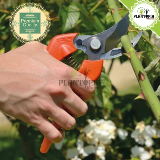 sécateur acier durable maroc | secateur pro maroc | secateur solide maroc | secateur plantes haie jardin bordure arbres legumes herbes maroc | secateur precis maroc | secateur lames fines maroc | مقص حديدي لتقليم النباتات في المغرب | مقص الحديقة إينوكس جودة عالية في المغرب | اداة تقليم و زبير النباتات و الأشجار