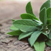 Graines Sauge Maroc | Semences SAuge Maroc | Sauge officinale Maroc | Salvia officinalis Maroc | بذور السالمية العطرية و الطبية في المغرب
