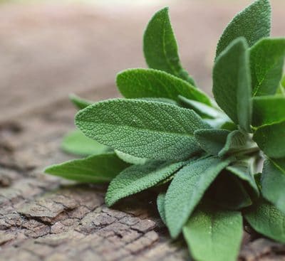 Graines Sauge Maroc | Semences SAuge Maroc | Sauge officinale Maroc | Salvia officinalis Maroc | بذور السالمية العطرية و الطبية في المغرب