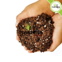 Terreau spécial semis Maroc | terreau semis maroc | terreau spécial bouturage maroc | terreau bouturage maroc | substrat special semis maroc | substrat semis maroc | substrat special bouturage et enracinement maroc | substrat semis bouturage enracinement et repiquage au Maroc | ثمن تربة إنبات البذور في المغرب | وسط زراعي للبذور في المغرب | لاتورب البذور في المغرب | تربة خاصة بالتجذير و النقل و انبات البذور في المغرب