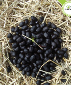 Fumier ovin Maroc | Fumier de mouton dégradé maroc | fertilisant & engrais bio organique et naturel | Sheep manure in Morocco | fumier plantopia maroc | سماد طبيعي في المغرب | سماد روث الغنم الطبيعي و العضوي في المغرب