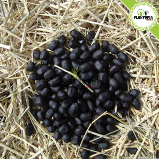 Fumier ovin Maroc | Fumier de mouton dégradé maroc | fertilisant & engrais bio organique et naturel | Sheep manure in Morocco | fumier plantopia maroc | سماد طبيعي في المغرب | سماد روث الغنم الطبيعي و العضوي في المغرب