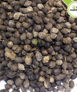 Fumier ovin Maroc | Fumier de mouton dégradé maroc | fertilisant & engrais bio organique et naturel | Sheep manure in Morocco | fumier plantopia maroc | سماد طبيعي في المغرب | سماد روث الغنم الطبيعي و العضوي في المغرب