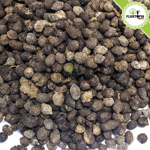 Fumier ovin Maroc | Fumier de mouton dégradé maroc | fertilisant & engrais bio organique et naturel | Sheep manure in Morocco | fumier plantopia maroc | سماد طبيعي في المغرب | سماد روث الغنم الطبيعي و العضوي في المغرب