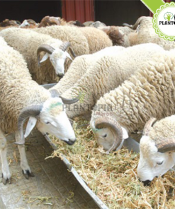 Fumier ovin Maroc | Fumier de mouton dégradé maroc | fertilisant & engrais bio organique et naturel | Sheep manure in Morocco | fumier plantopia maroc | سماد طبيعي في المغرب | سماد روث الغنم الطبيعي و العضوي في المغرب