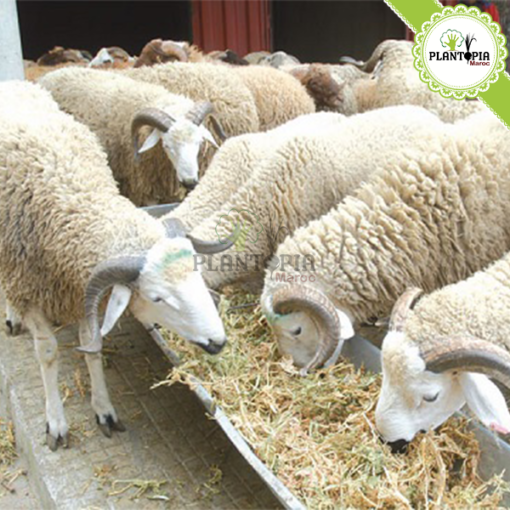 Fumier ovin Maroc | Fumier de mouton dégradé maroc | fertilisant & engrais bio organique et naturel | Sheep manure in Morocco | fumier plantopia maroc | سماد طبيعي في المغرب | سماد روث الغنم الطبيعي و العضوي في المغرب