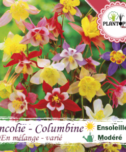 Graines Ancolie Maroc | Semences Ancolie Maroc | Best seed seller in Morocco | graines & semences florales Ancolie Columbie mix mélange varié au MAroc | بذور نبتة الكولومبين في المغرب | بذور ورود و اسهار في المغرب | بذور زراعية في المغرب