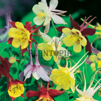 Graines Ancolie Maroc | Semences Ancolie Maroc | Best seed seller in Morocco | graines & semences florales Ancolie Columbie mix mélange varié au MAroc | بذور نبتة الكولومبين في المغرب | بذور ورود و اسهار في المغرب | بذور زراعية في المغرب