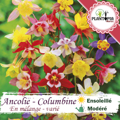 Graines Ancolie Maroc | Semences Ancolie Maroc | Best seed seller in Morocco | graines & semences florales Ancolie Columbie mix mélange varié au MAroc | بذور نبتة الكولومبين في المغرب | بذور ورود و اسهار في المغرب | بذور زراعية في المغرب