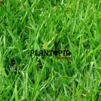 Graines gazon maroc | semences gazon maroc | graines & semences de gazon au Maroc | vete achat gazon maroc | gazon maroc | jardin pelouse maroc | grianes pelouse maroc | بذور زراعة العشب في المغرب | بذور عشبية في المغرب | بذور عشب الحديقة في المغرب | بذور الجازون | بذور الغازون