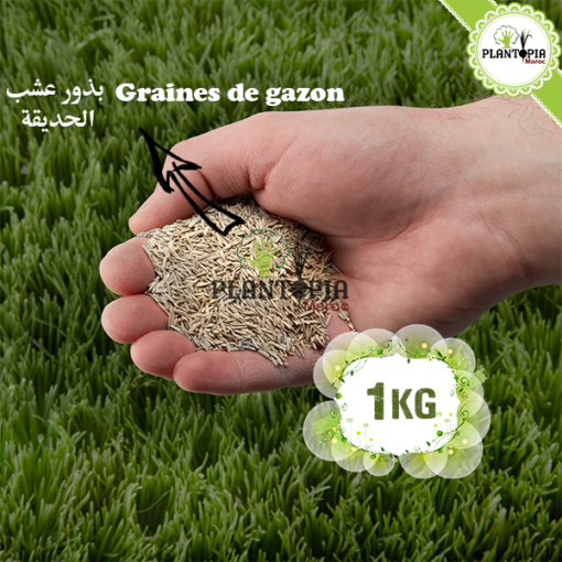 Graines gazon maroc | semences gazon maroc | graines & semences de gazon au Maroc | vete achat gazon maroc | gazon maroc | jardin pelouse maroc | grianes pelouse maroc | بذور زراعة العشب في المغرب | بذور عشبية في المغرب | بذور عشب الحديقة في المغرب | بذور الجازون | بذور الغازون