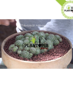 Pouzzolane meilleur prix Maroc | Fournisseur Pouzzolane Maroc | Sac pouzzolane Maroc | Sachet pouzzolane Maroc | Pouzzolane jardin et potager maroc | paillage pouzzolane | pouzzolane bag | pouzzolane supplier in Morocco | Best quality pouzzolane in bags in Morocco for gardening | بوزولانا باحسن ثمن في المغرب | كيس البوزولان الزراعية في المغرب | البوزولانا في المغرب