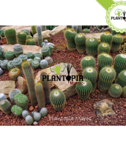 Pouzzolane meilleur prix Maroc | Fournisseur Pouzzolane Maroc | Sac pouzzolane Maroc | Sachet pouzzolane Maroc | Pouzzolane jardin et potager maroc | paillage pouzzolane | pouzzolane bag | pouzzolane supplier in Morocco | Best quality pouzzolane in bags in Morocco for gardening | بوزولانا باحسن ثمن في المغرب | كيس البوزولان الزراعية في المغرب | البوزولانا في المغرب