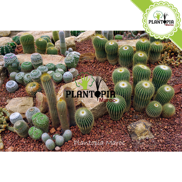 Sachet galets blancs - Petit calibre - Plantopia Maroc