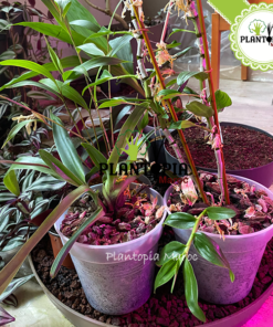 Pouzzolane meilleur prix Maroc | Fournisseur Pouzzolane Maroc | Sac pouzzolane Maroc | Sachet pouzzolane Maroc | Pouzzolane jardin et potager maroc | paillage pouzzolane | pouzzolane bag | pouzzolane supplier in Morocco | Best quality pouzzolane in bags in Morocco for gardening | بوزولانا باحسن ثمن في المغرب | كيس البوزولان الزراعية في المغرب | البوزولانا في المغرب