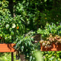 Jardinière Maroc | Fournisseur pots et jardinières MAroc | Jardiniere auto arrosage maroc | jardiniere reserve d'eau maroc | terracotta maroc | hydroponie maroc | بوكس نباتات بسقي ذاتي في المغرب | حاوية الزراعة في المغرب | حاويات زراعية في المغرب | بيع المحابق في المغرب | بيع اصيص اصص الزراعة المبزلية في المغرب