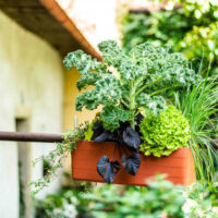 Jardinière Maroc | Fournisseur pots et jardinières MAroc | Jardiniere auto arrosage maroc | jardiniere reserve d'eau maroc | terracotta maroc | hydroponie maroc | بوكس نباتات بسقي ذاتي في المغرب | حاوية الزراعة في المغرب | حاويات زراعية في المغرب | بيع المحابق في المغرب | بيع اصيص اصص الزراعة المبزلية في المغرب