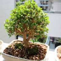 Bonsaï Maroc - Substrat Bonsaï MAroc - البونساي في المغرب | اشجار البونساي في المغرب | تقنية البونساي في المغرب | نباتات البونساي في المغرب
