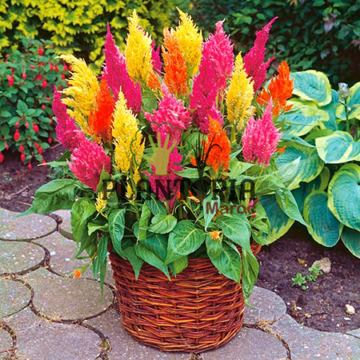 celosie maroc | plante plume maroc | graines celosia maroc | semences celosia maroc | graines & semences de la célosie plumeuse en vente au Maroc | بذور نبتة سيلوزيا الريش في المغرب | بذور زراعة الزهور و الورود في المغرب | بذور السيلوسيا في المغرب