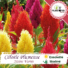 celosie maroc | plante plume maroc | graines celosia maroc | semences celosia maroc | graines & semences de la célosie plumeuse en vente au Maroc | بذور نبتة سيلوزيا الريش في المغرب | بذور زراعة الزهور و الورود في المغرب | بذور السيلوسيا في المغرب