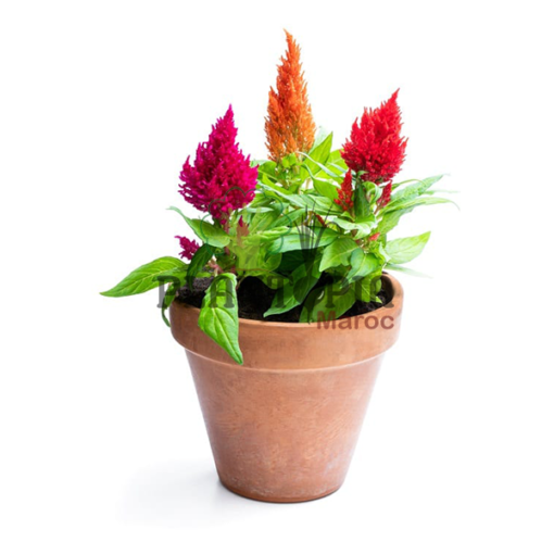 celosie maroc | plante plume maroc | graines celosia maroc | semences celosia maroc | graines & semences de la célosie plumeuse en vente au Maroc | بذور نبتة سيلوزيا الريش في المغرب | بذور زراعة الزهور و الورود في المغرب | بذور السيلوسيا في المغرب