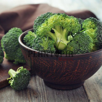 Graies & semences chou brocoli khier au Maroc | vente & achat de grianes & semences au Maroc | conseils entretien chou brocoli khier au Maroc | بذور ملفوف البروكولي الزراعية في المغرب | بيع و شراء بذور البروكولي في المغرب | بيع و شراء البذور الزراعية في المغرب