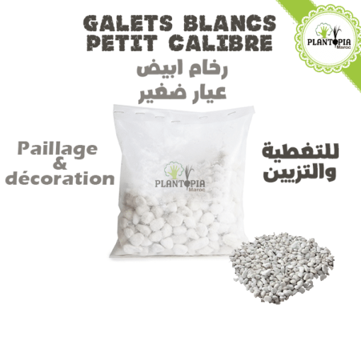 Sachet galets blanc maroc | galets blancs jardin pots maroc | galets blanc marbre naturels au Maroc | galets balnc paillage et decoration de jardin au Maroc | حجر ابيض لتغطية التربة و التزيين للنباتات في المغرب | رخام ابيض طبيعي في المغرب