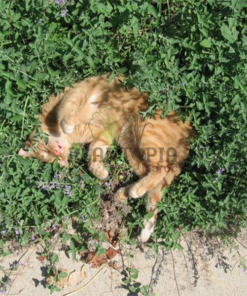 Graines & semences de cataire au MAroc | plante herbe aux chats au Maroc | Menthe aux chats Maroc | Nepeta Cataria seeds in Morocco | Catnip au Maroc | Vente de graines & semencs de plantes au Maroc | بذور حشيش القطط في المغرب | بيع بذور عشب القطط في المغرب | نبتة نعناع القطط في المغرب | بيع بذور النباتات للزراعة المنزلية في المغرب