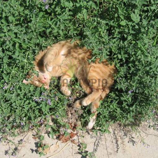 Graines & semences de cataire au MAroc | plante herbe aux chats au Maroc | Menthe aux chats Maroc | Nepeta Cataria seeds in Morocco | Catnip au Maroc | Vente de graines & semencs de plantes au Maroc | بذور حشيش القطط في المغرب | بيع بذور عشب القطط في المغرب | نبتة نعناع القطط في المغرب | بيع بذور النباتات للزراعة المنزلية في المغرب