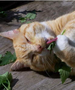 Graines & semences de cataire au MAroc | plante herbe aux chats au Maroc | Menthe aux chats Maroc | Nepeta Cataria seeds in Morocco | Catnip au Maroc | Vente de graines & semencs de plantes au Maroc | بذور حشيش القطط في المغرب | بيع بذور عشب القطط في المغرب | نبتة نعناع القطط في المغرب | بيع بذور النباتات للزراعة المنزلية في المغرب