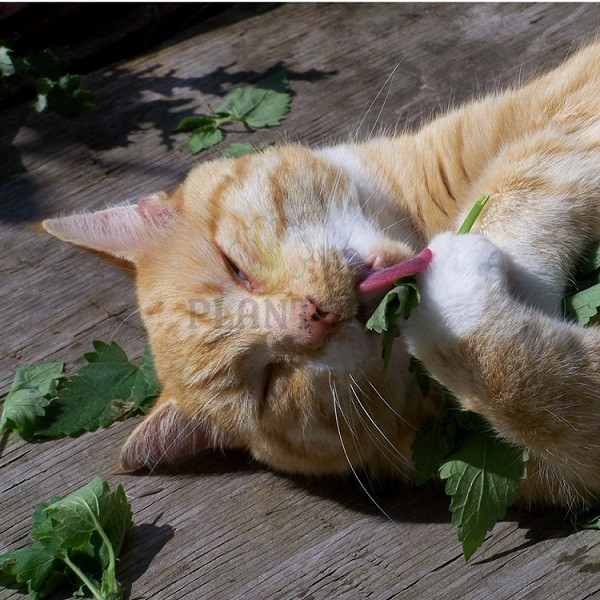 Excellent Catnip spray, Herbe-aux-chats