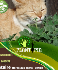 Graines & semences de cataire au MAroc | plante herbe aux chats au Maroc | Menthe aux chats Maroc | Nepeta Cataria seeds in Morocco | Catnip au Maroc | Vente de graines & semencs de plantes au Maroc | بذور حشيش القطط في المغرب | بيع بذور عشب القطط في المغرب | نبتة نعناع القطط في المغرب | بيع بذور النباتات للزراعة المنزلية في المغرب