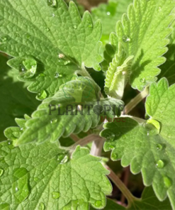 Graines & semences de cataire au MAroc | plante herbe aux chats au Maroc | Menthe aux chats Maroc | Nepeta Cataria seeds in Morocco | Catnip au Maroc | Vente de graines & semencs de plantes au Maroc | بذور حشيش القطط في المغرب | بيع بذور عشب القطط في المغرب | نبتة نعناع القطط في المغرب | بيع بذور النباتات للزراعة المنزلية في المغرب