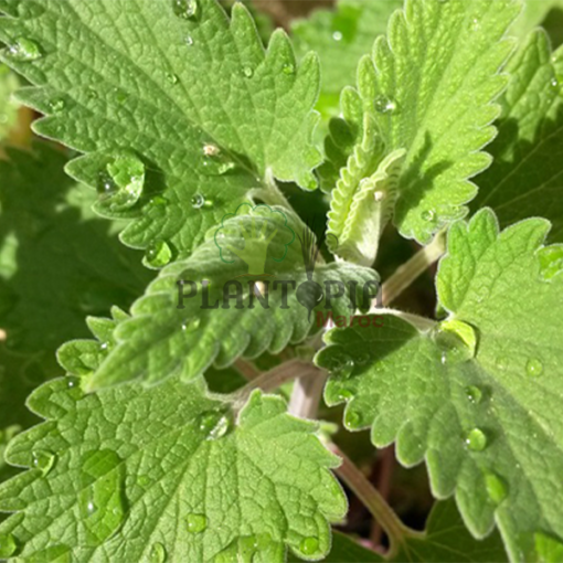 Graines & semences de cataire au MAroc | plante herbe aux chats au Maroc | Menthe aux chats Maroc | Nepeta Cataria seeds in Morocco | Catnip au Maroc | Vente de graines & semencs de plantes au Maroc | بذور حشيش القطط في المغرب | بيع بذور عشب القطط في المغرب | نبتة نعناع القطط في المغرب | بيع بذور النباتات للزراعة المنزلية في المغرب