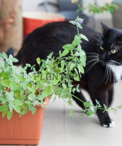 Graines & semences de cataire au MAroc | plante herbe aux chats au Maroc | Menthe aux chats Maroc | Nepeta Cataria seeds in Morocco | Catnip au Maroc | Vente de graines & semencs de plantes au Maroc | بذور حشيش القطط في المغرب | بيع بذور عشب القطط في المغرب | نبتة نعناع القطط في المغرب | بيع بذور النباتات للزراعة المنزلية في المغرب