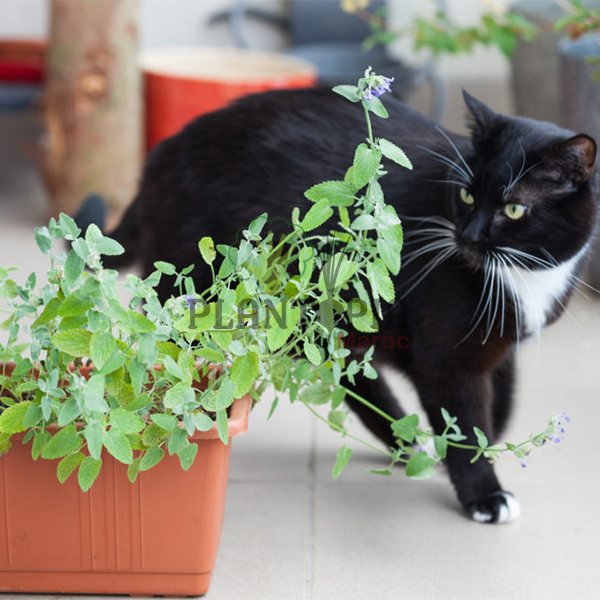 200 Graines d'Herbe à Chat Cataire - Nepeta Cataria - méthode BIO