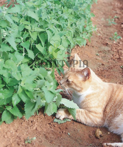 Graine de Nepeta cataria (Herbe à chat, Menthe à chat, Cataire)