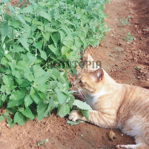 Graines & semences de cataire au MAroc | plante herbe aux chats au Maroc | Menthe aux chats Maroc | Nepeta Cataria seeds in Morocco | Catnip au Maroc | Vente de graines & semencs de plantes au Maroc | بذور حشيش القطط في المغرب | بيع بذور عشب القطط في المغرب | نبتة نعناع القطط في المغرب | بيع بذور النباتات للزراعة المنزلية في المغرب