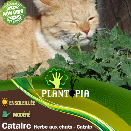 Graines & semences de cataire au MAroc | plante herbe aux chats au Maroc | Menthe aux chats Maroc | Nepeta Cataria seeds in Morocco | Catnip au Maroc | Vente de graines & semencs de plantes au Maroc | بذور حشيش القطط في المغرب | بيع بذور عشب القطط في المغرب | نبتة نعناع القطط في المغرب | بيع بذور النباتات للزراعة المنزلية في المغرب