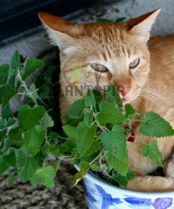 Graines & semences de cataire au MAroc | plante herbe aux chats au Maroc | Menthe aux chats Maroc | Nepeta Cataria seeds in Morocco | Catnip au Maroc | Vente de graines & semencs de plantes au Maroc | بذور حشيش القطط في المغرب | بيع بذور عشب القطط في المغرب | نبتة نعناع القطط في المغرب | بيع بذور النباتات للزراعة المنزلية في المغرب