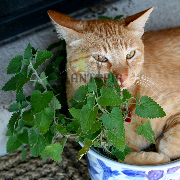 Meilleure herbe à chat