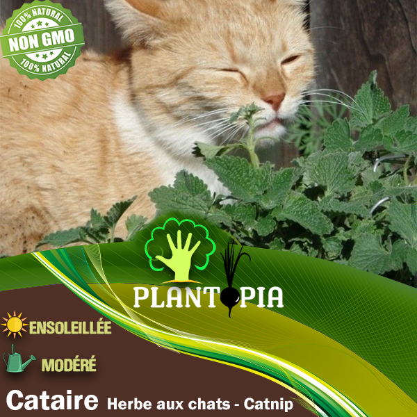 Graines & semences de cataire herbe aux chats au Maroc