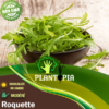 Vente & achat de graines & semences de plantes rares & exotiques au Maroc | Roquette cultivée | Graines & semences de la roquette cultivée au Maroc | Graines & semences d'herbes aromatiques au Maroc | بذور الجرجير الزراعية في المغرب | بيع وشراء بذور الزراعة المنزلية في المغرب | بذور الجرجير و جميع النباتات الاستوائية و النادرة في المغرب