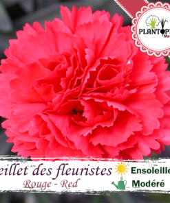 Graines fleur maroc | semences fleurs maroc | graineterie maroc | flower seeds morocco | oeillet chabaud maroc | oeillet des fleuristes maroc | oeillet double maroc | graines & semences oeillet chabaud des fleuristes rouge parfumée au Maroc | بذور نبتة زهرة القرنفل احمر في المغرب | بذور زهور وورود زراعية في المغرب | احسن محلات بيع البذور في المغرب