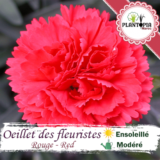 Graines fleur maroc | semences fleurs maroc | graineterie maroc | flower seeds morocco | oeillet chabaud maroc | oeillet des fleuristes maroc | oeillet double maroc | graines & semences oeillet chabaud des fleuristes rouge parfumée au Maroc | بذور نبتة زهرة القرنفل احمر في المغرب | بذور زهور وورود زراعية في المغرب | احسن محلات بيع البذور في المغرب